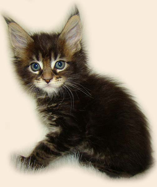     Catsvill County!   !    !       !!!    Catsvill County +7-926-544-74-09     .   ,   ,   ,    ,   ,  ,     ,   -,    ,   !